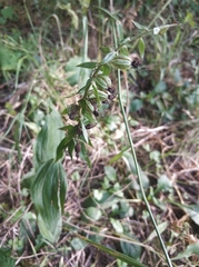 Epipactis helleborine