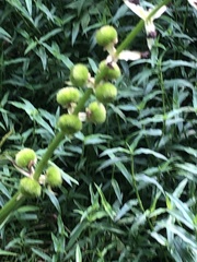 Sagittaria australis