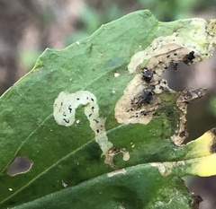 Phytomyza plantaginis