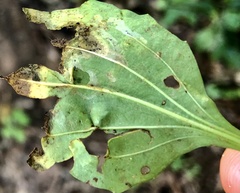 Phytomyza plantaginis