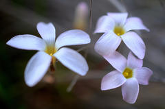 Oxalis polyphylla