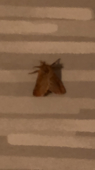 Triodia sylvina