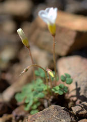 Oxalis punctata