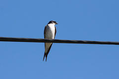 Hirundo dimidiata dimidiata