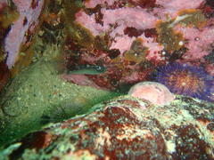 Chirodactylus brachydactylus