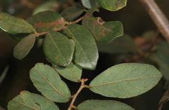 Bridelia cathartica