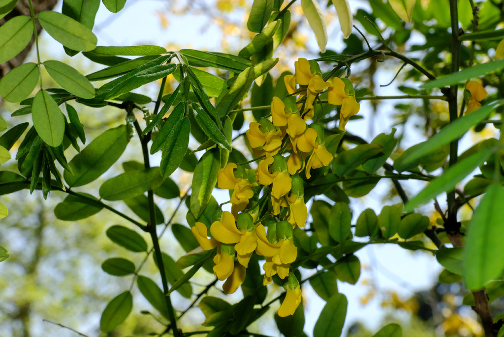 Golden-Peas
