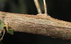 Bridelia cathartica