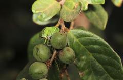 Bridelia cathartica