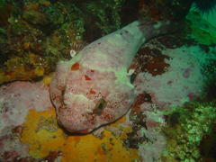 Chorisochismus dentex