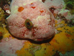 Chorisochismus dentex