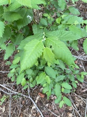 Agromyza aristata