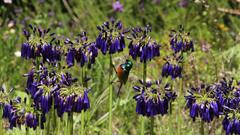 Agapanthus inapertus pendulus