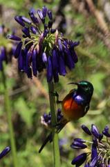 Agapanthus inapertus pendulus