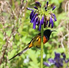Agapanthus inapertus pendulus
