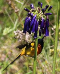 Agapanthus inapertus pendulus