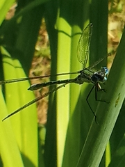 Lestes dryas
