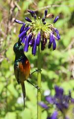 Agapanthus inapertus pendulus