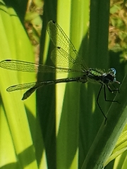 Lestes dryas