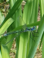 Lestes dryas