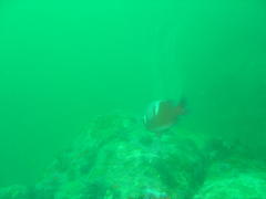 Chrysoblephus laticeps