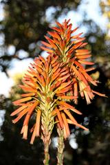 Aloe pluridens