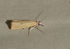 Agriphila brioniellus