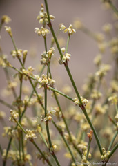Eriogonum brachyanthum
