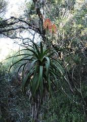 Aloe pluridens