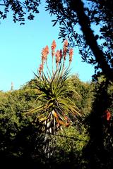 Aloe pluridens