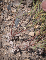 Eriogonum brachyanthum