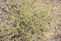 Eriogonum brachyanthum