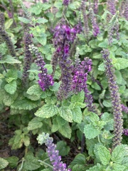 Nepeta × faassenii