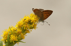 Tharsalea dorcas arcticus