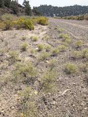 Eriogonum brachyanthum