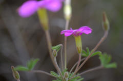 Oxalis engleriana