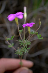 Oxalis engleriana