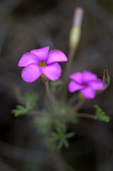 Oxalis engleriana