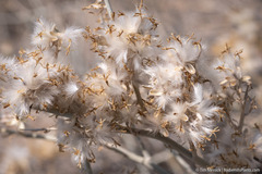 Tetradymia tetrameres