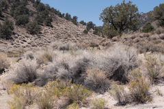 Tetradymia tetrameres