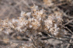 Tetradymia tetrameres