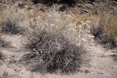 Tetradymia tetrameres
