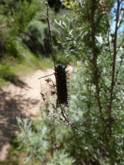 Euphydryas chalcedona