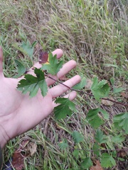 Crataegus ucrainica