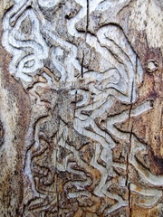 Agrilus betuleti