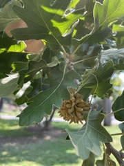 Quercus ithaburensis