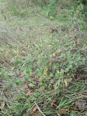 Crataegus ucrainica