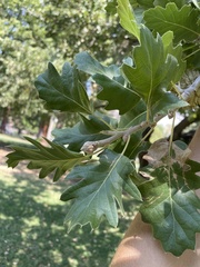 Quercus ithaburensis