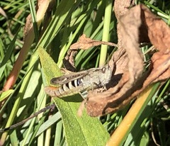 Chorthippus brunneus
