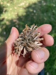 Quercus ithaburensis